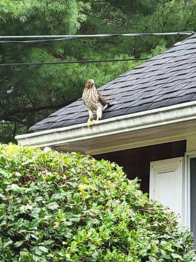 A red-tailed hawk rests on top of a roof in a nearby neighborhood. While it's fascinating to observe animals, it's important to learn how to take part in their environment without disrupting them. "I love wildlife, so I look for them. But, I'm also educating myself on the proper ways to do so. I want to provide them safety in a way that doesn't disorient or confuse them," AP Psychology and NSL teacher Jennifer Taylor said.