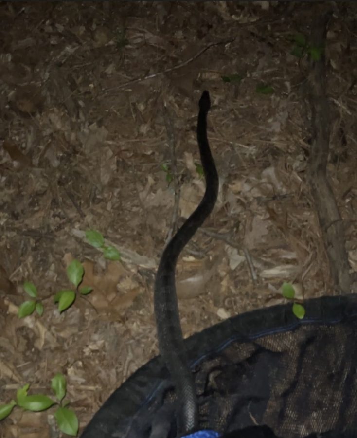 Animal Services Officer Jerry Adams encounters snakes from time to time. "I've removed snakes from people's homes before," Officer Adams said. "When people see a snake, they usually call us [animal services] right away."