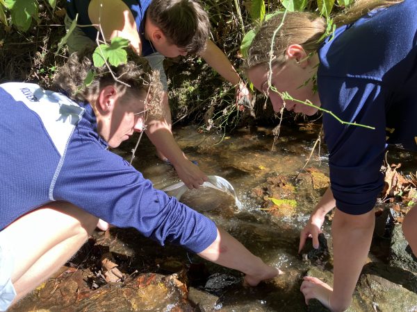 Junior Sarp Ustundag and seniors Nolan Ross and Taylor White use a net and move rocks to collect macroinvertibrates from Cabin John Creek.