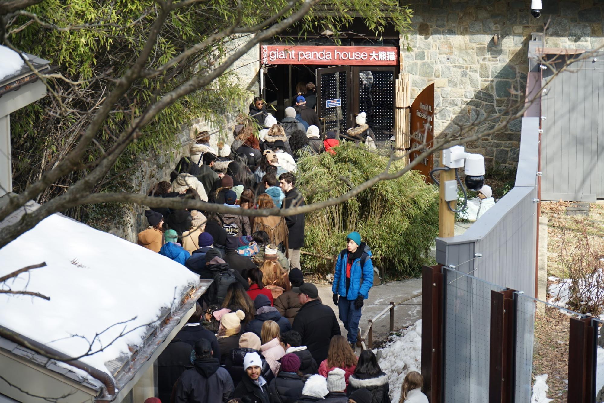 Giant pandas return to National Zoo