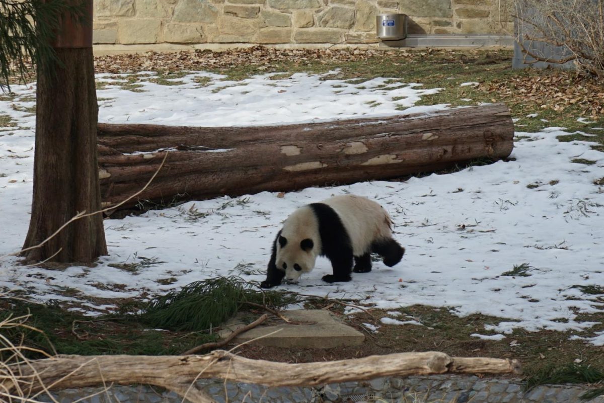 Qing Bao, the female panda walks around in the snow. Qing Bao is joined by Bao Li, a male panda, in the panda exhibit. 