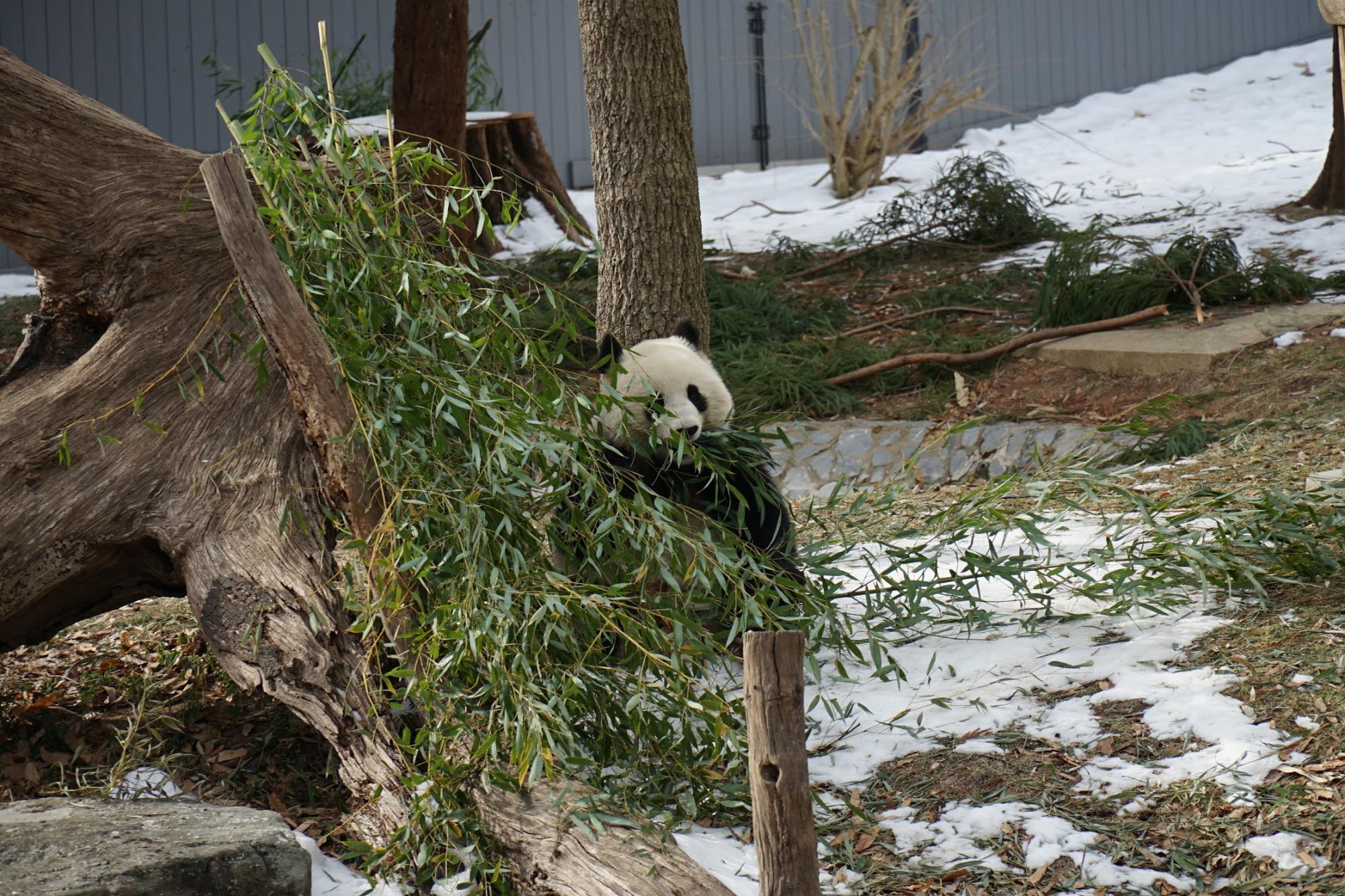 Giant pandas return to National Zoo