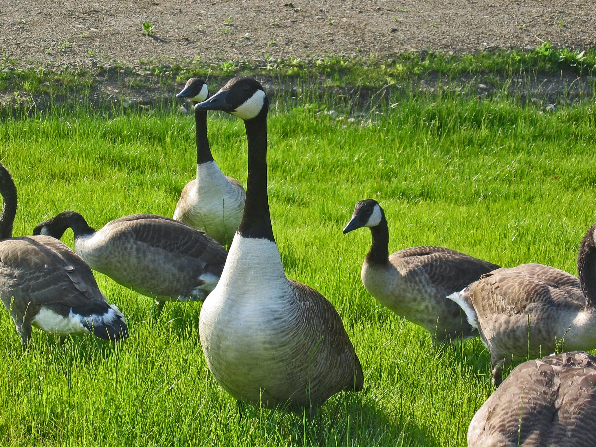 Groups of geese, also known as goggles, are notorious for being aggressive. 137 people were attacked by geese last year, according to Maryland's Department of Natural Resources (Courtesy John Romkey via Wikimedia commons).