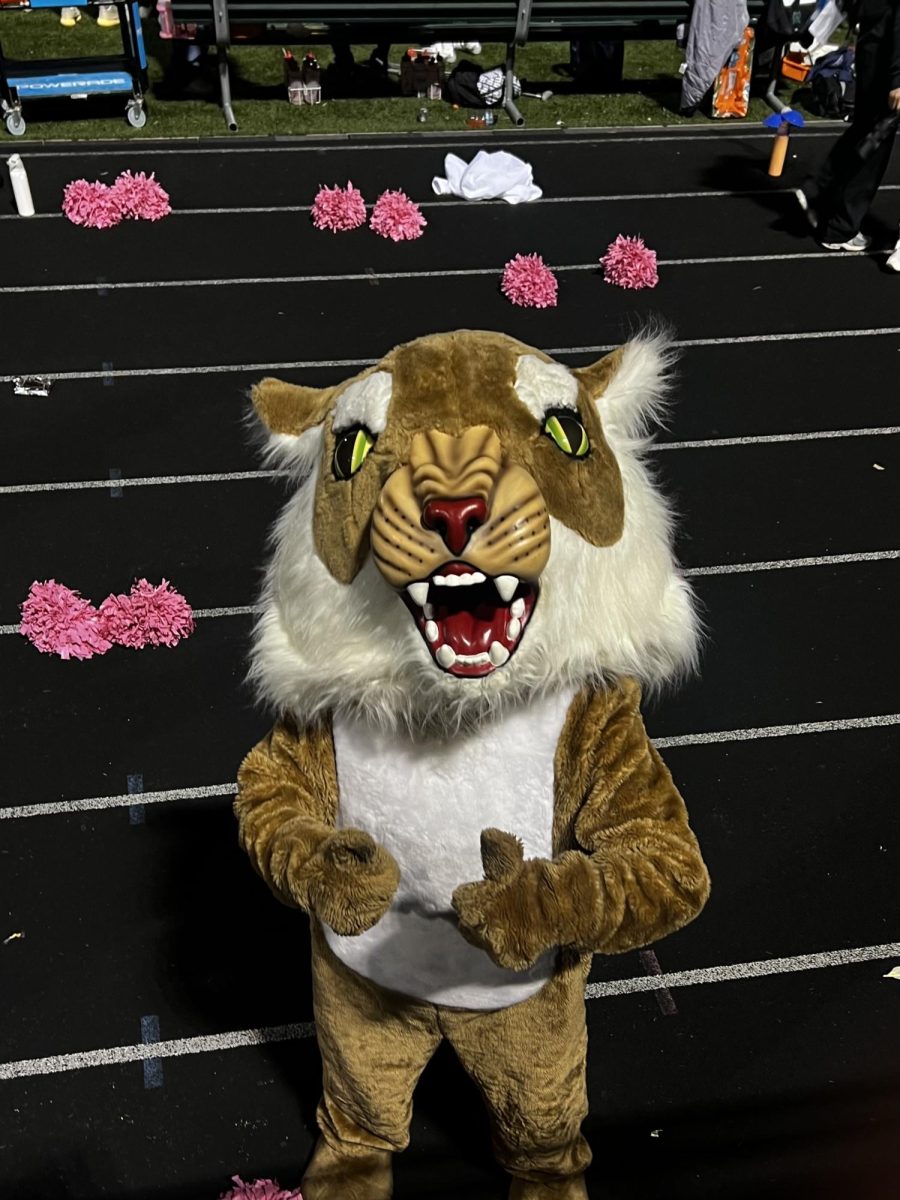 Wildcat Wonders