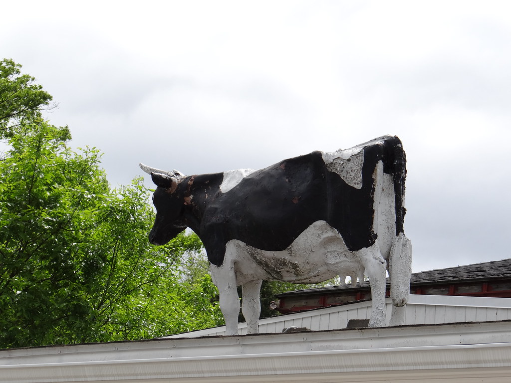 Legend has it that a group of seniors in the late 1950s and early 1960s placed a cow on the roof as a senior prank. Senior pranks, ranging from funny to annoying to catastrophic, have been a part of WJ culture since the beginning. (Courtesy Flickr)