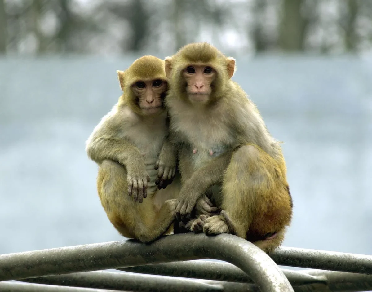 Two macaque monkeys embrace each other while sitting on tree branches. Punch is a macaque monkey who lives in the Ichikawa City Zoo in Japan. (Courtesy New Georgia Encyclopedia)